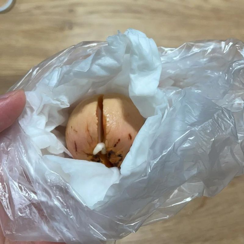 菠萝蜜种植方法