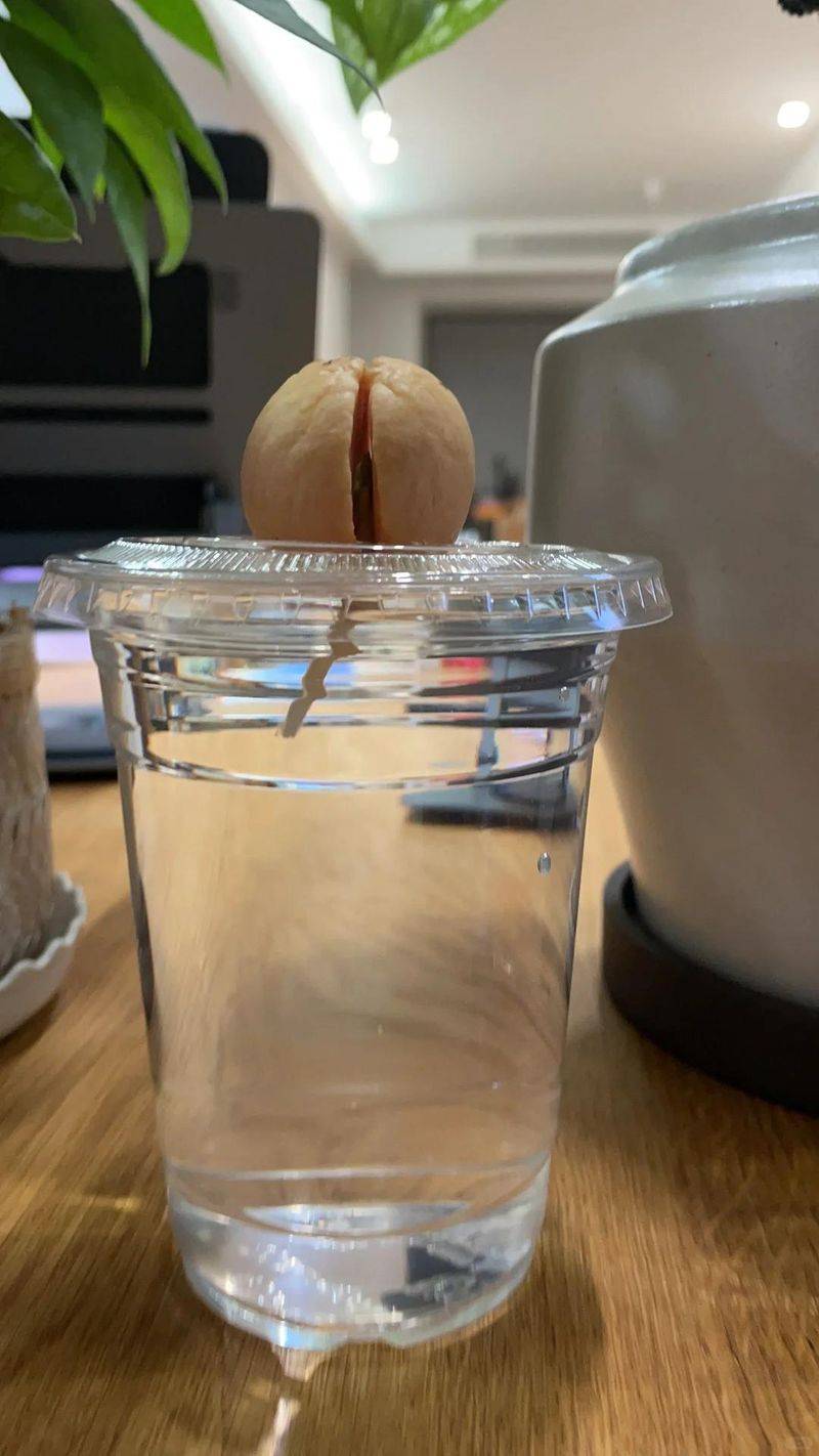 菠萝蜜种植方法