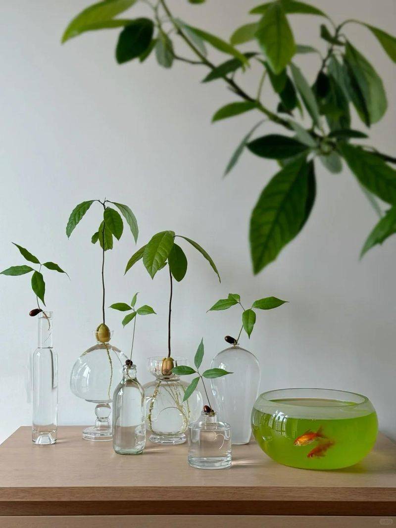 菠萝蜜种植方法
