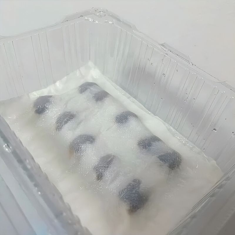菠萝蜜种植方法