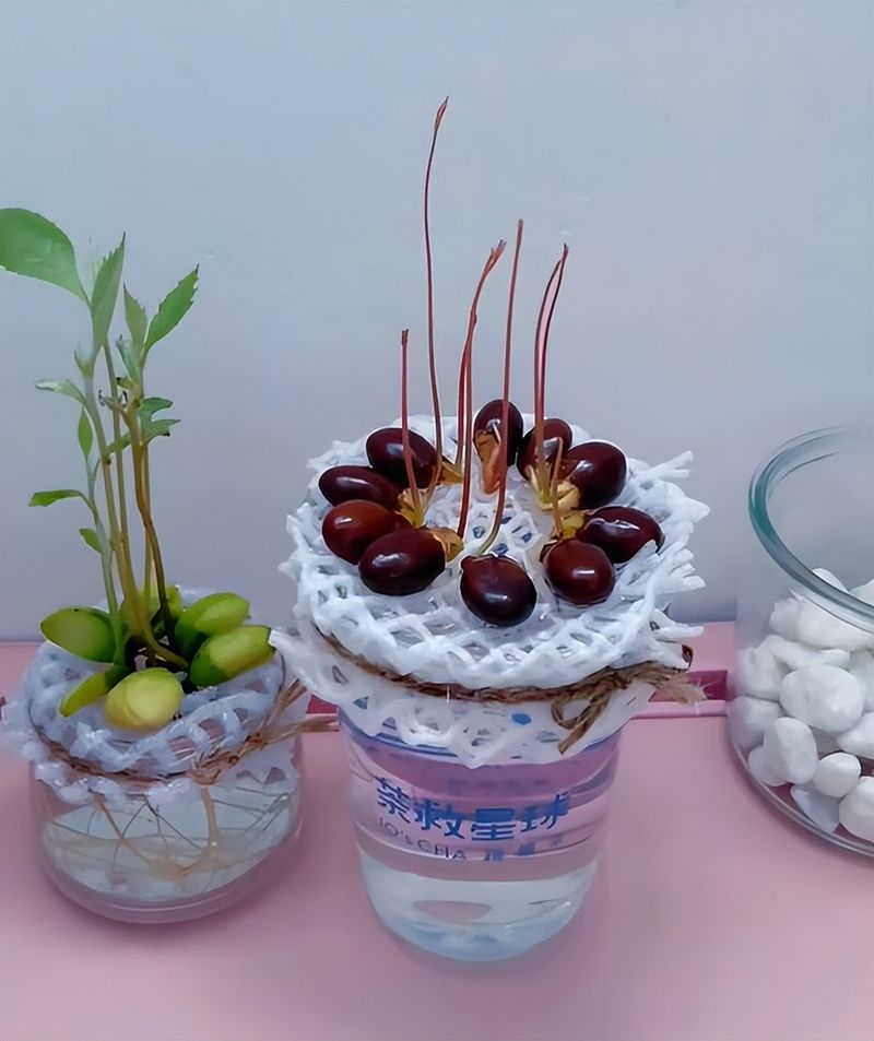 菠萝蜜种植方法