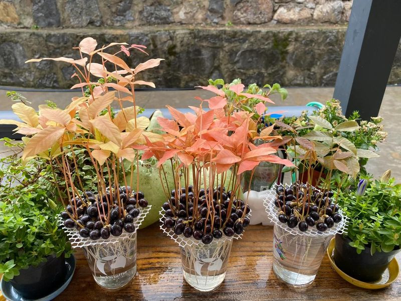 菠萝蜜种植方法