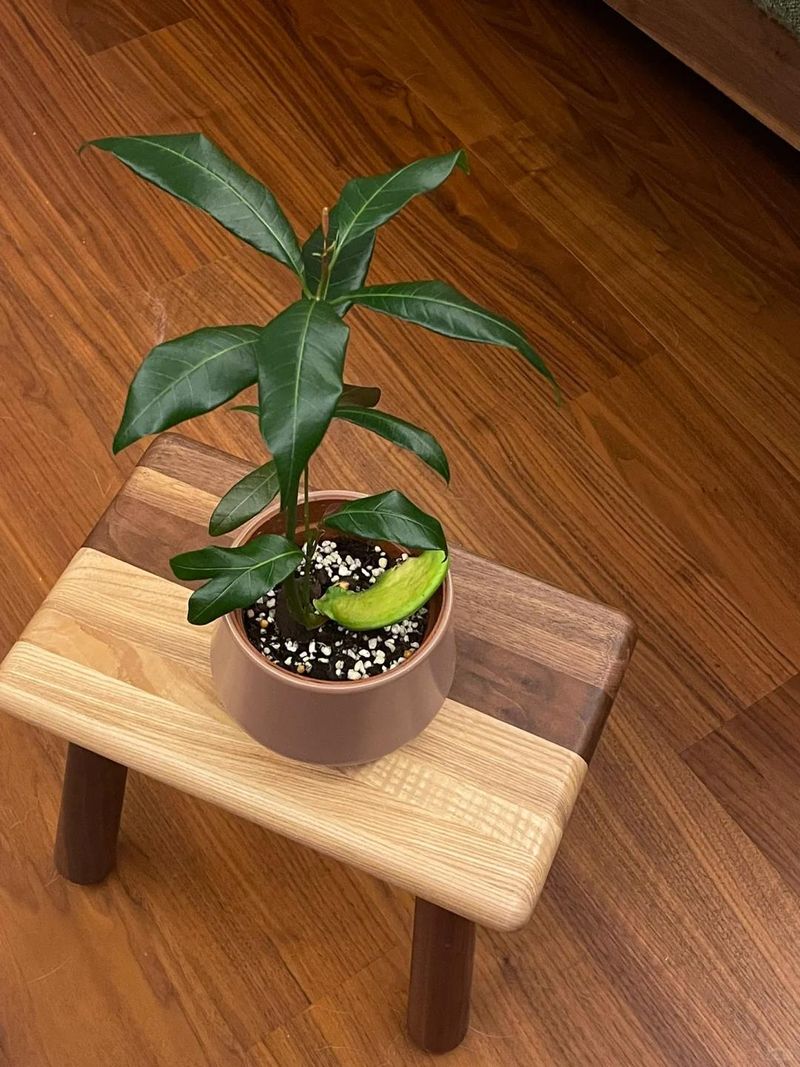 菠萝蜜种植方法