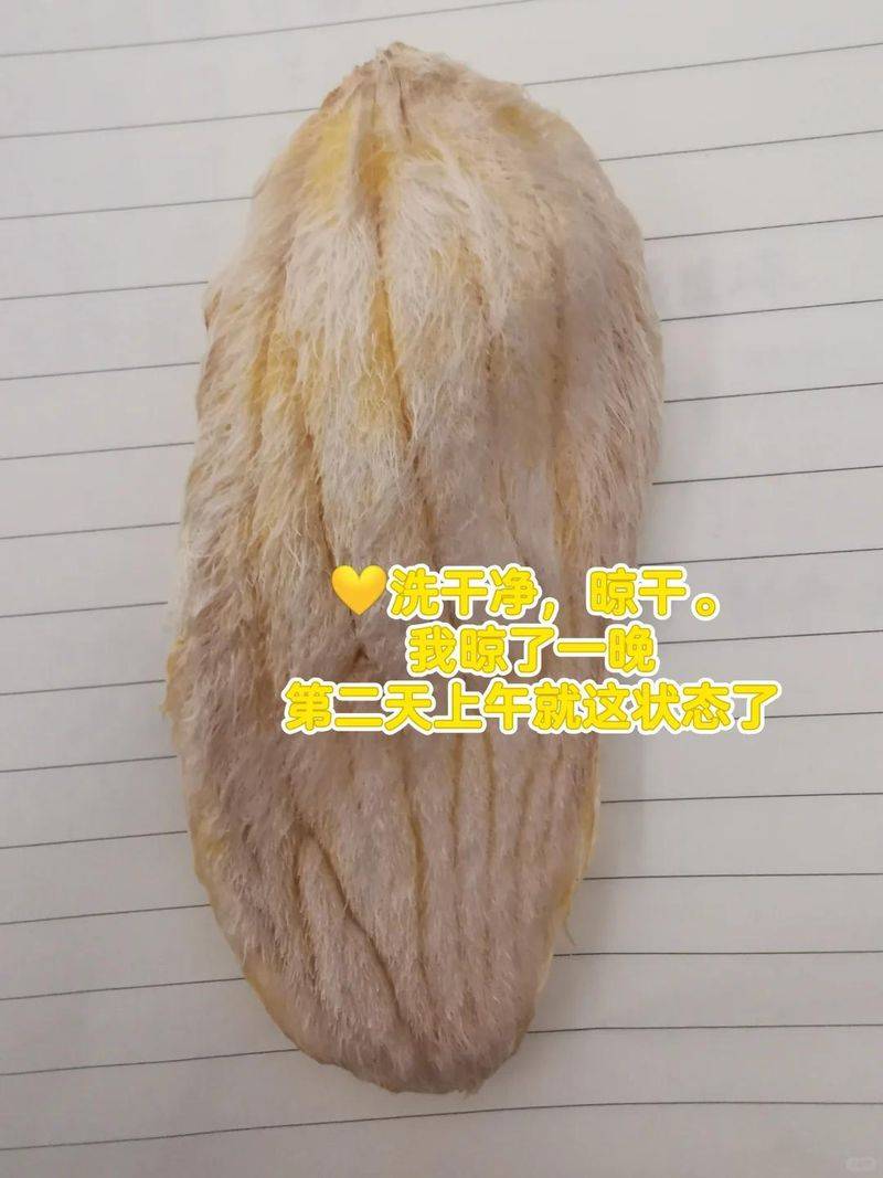 菠萝蜜种植方法