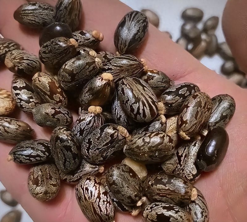 蓖麻种植技术