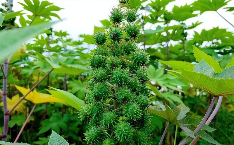 蓖麻种植技术