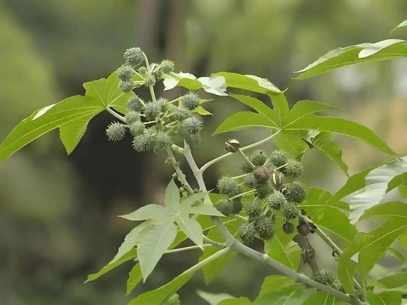 蓖麻种植技术