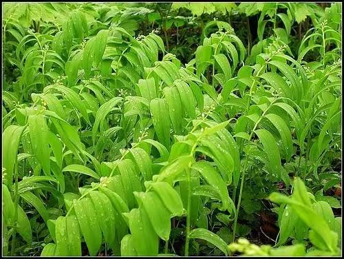 玉竹的种植技术