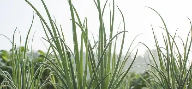 洋葱的种植技术