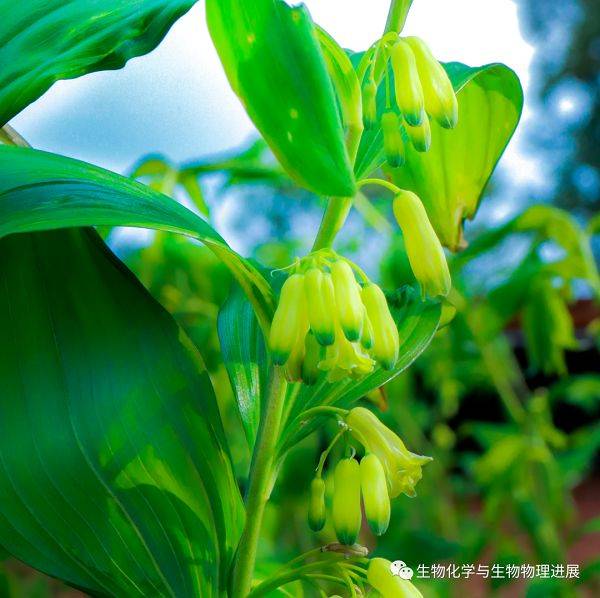 The technique of growing bamboo