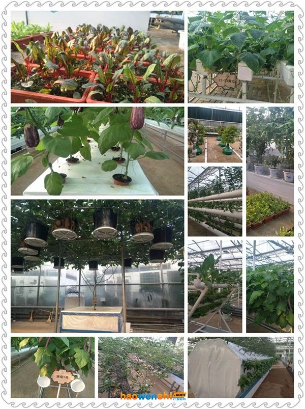 蔬菜种植技术培训活动图片