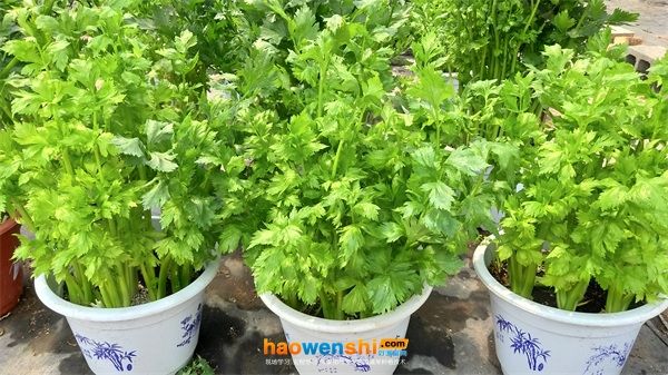 蔬菜种植技术培训活动图片