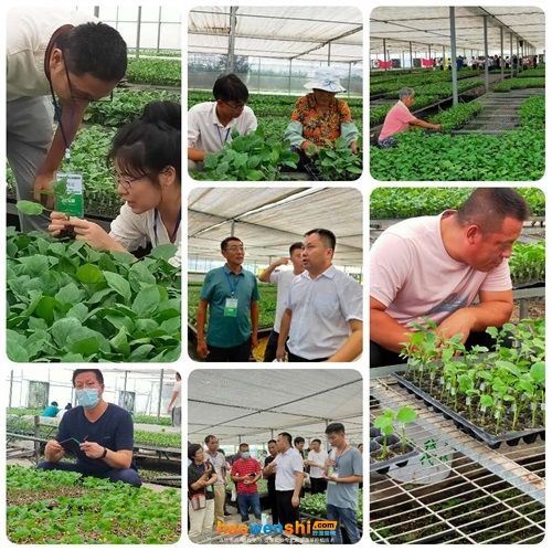 蔬菜种植技术培训活动图片