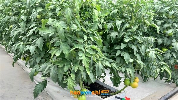 蔬菜种植技术培训活动图片