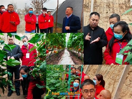 蔬菜种植技术培训活动图片