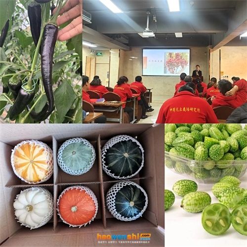 蔬菜种植技术培训活动图片