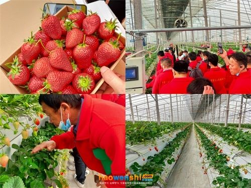 蔬菜种植技术培训活动图片
