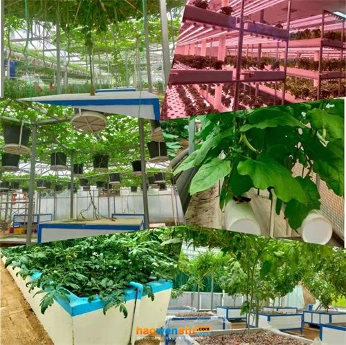 蔬菜种植技术培训活动图片