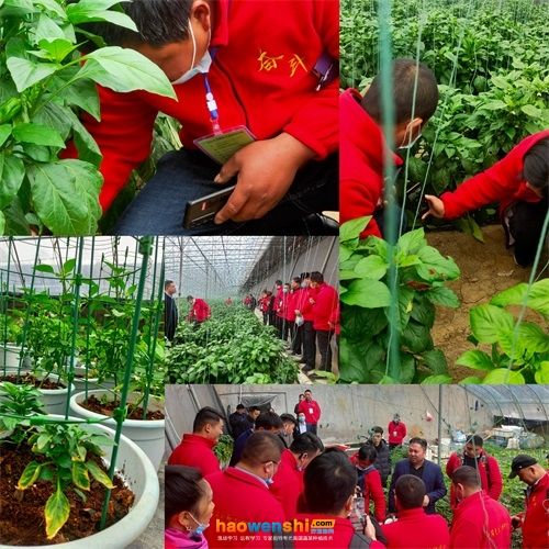 蔬菜种植技术培训活动图片