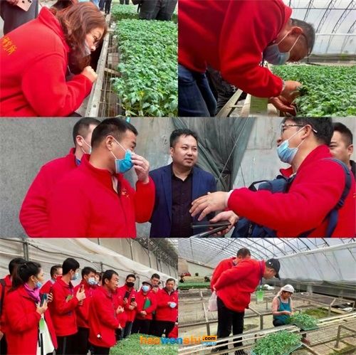 蔬菜种植技术培训活动图片