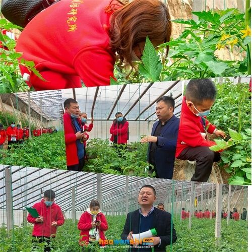 蔬菜种植技术培训活动图片