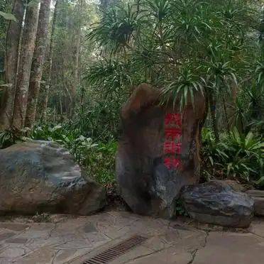 热带雨林植物特点