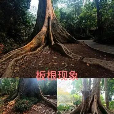 热带雨林植物特点