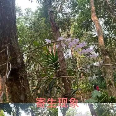 热带雨林植物特点