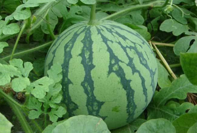 Coin melon planting techniques