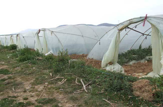 Coin melon planting techniques