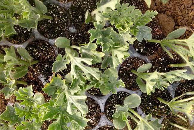 Coin melon planting techniques