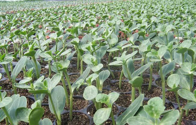 Coin melon planting techniques