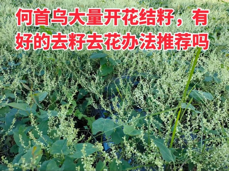 紫草乌种植技术