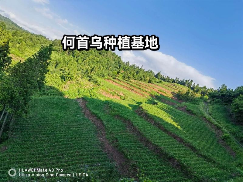 紫草乌种植技术