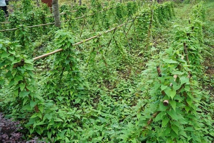 紫草乌种植技术