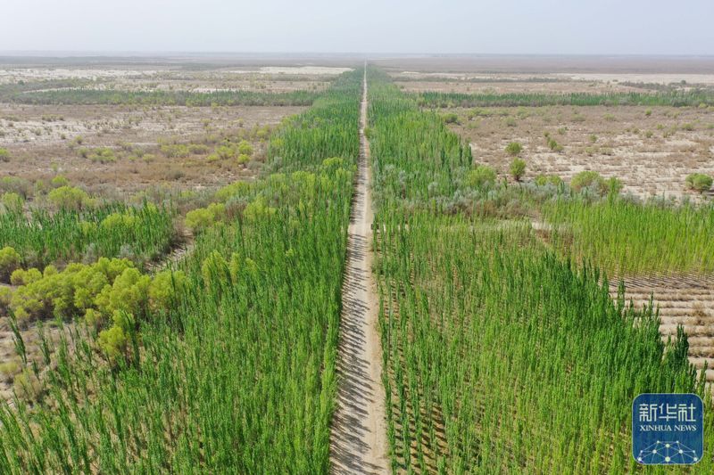 射干种植技术