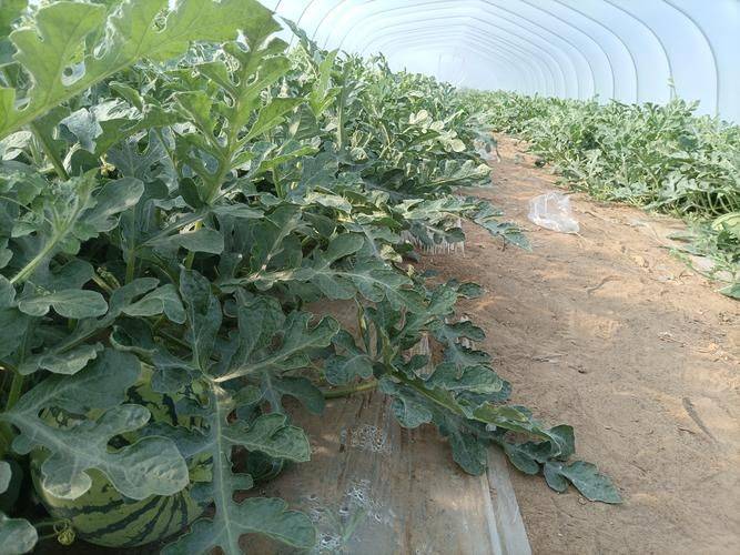 Coin melon planting techniques