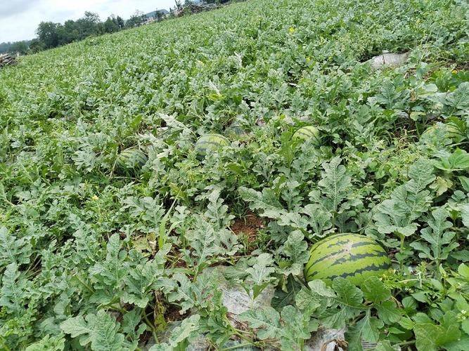 Coin melon planting techniques