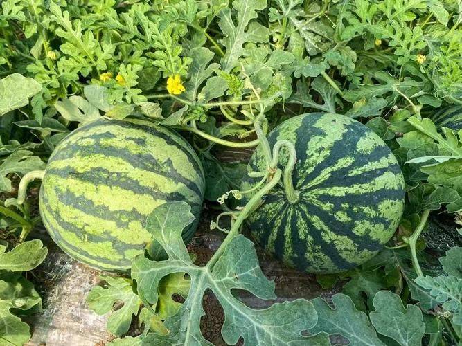 Coin melon planting techniques