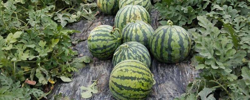 Coin melon planting techniques