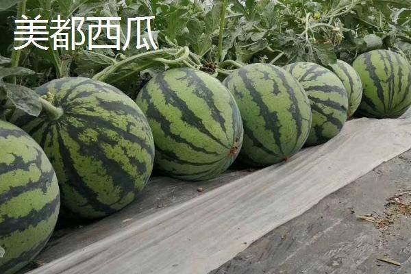 Coin melon planting techniques