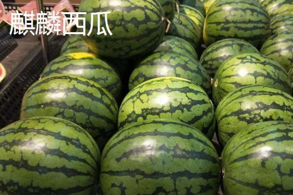 Coin melon planting techniques