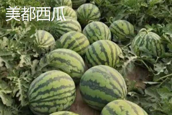 Coin melon planting techniques