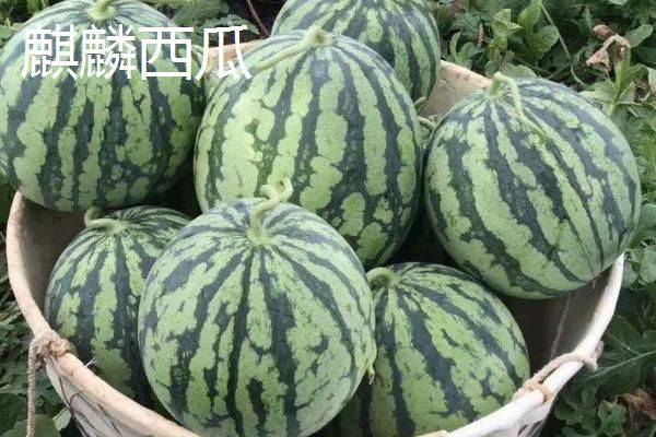 Coin melon planting techniques