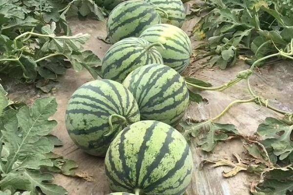 Coin melon planting techniques