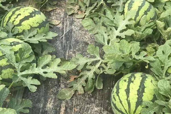 Coin melon planting techniques