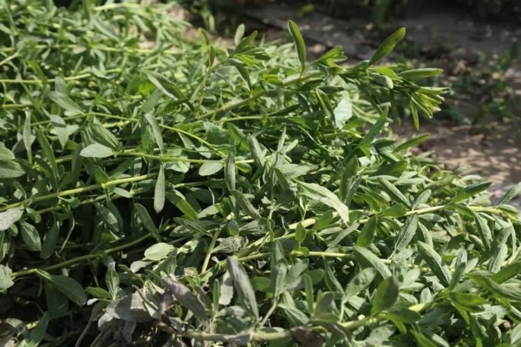 甜叶菊种植技术