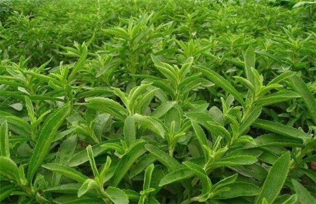 甜叶菊种植技术