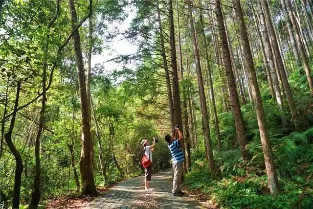 热带雨林植物特点