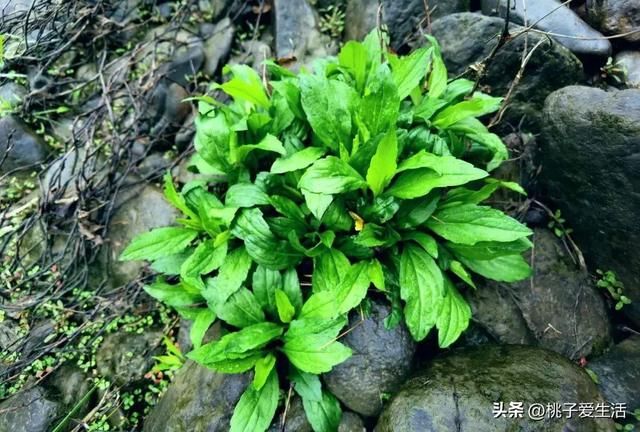 射干种植技术